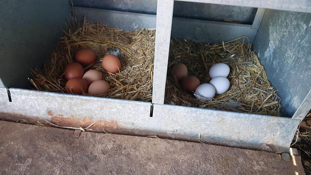 Casa Rural Madre Del Agua. Finca El Robledillo Монестерио Экстерьер фото